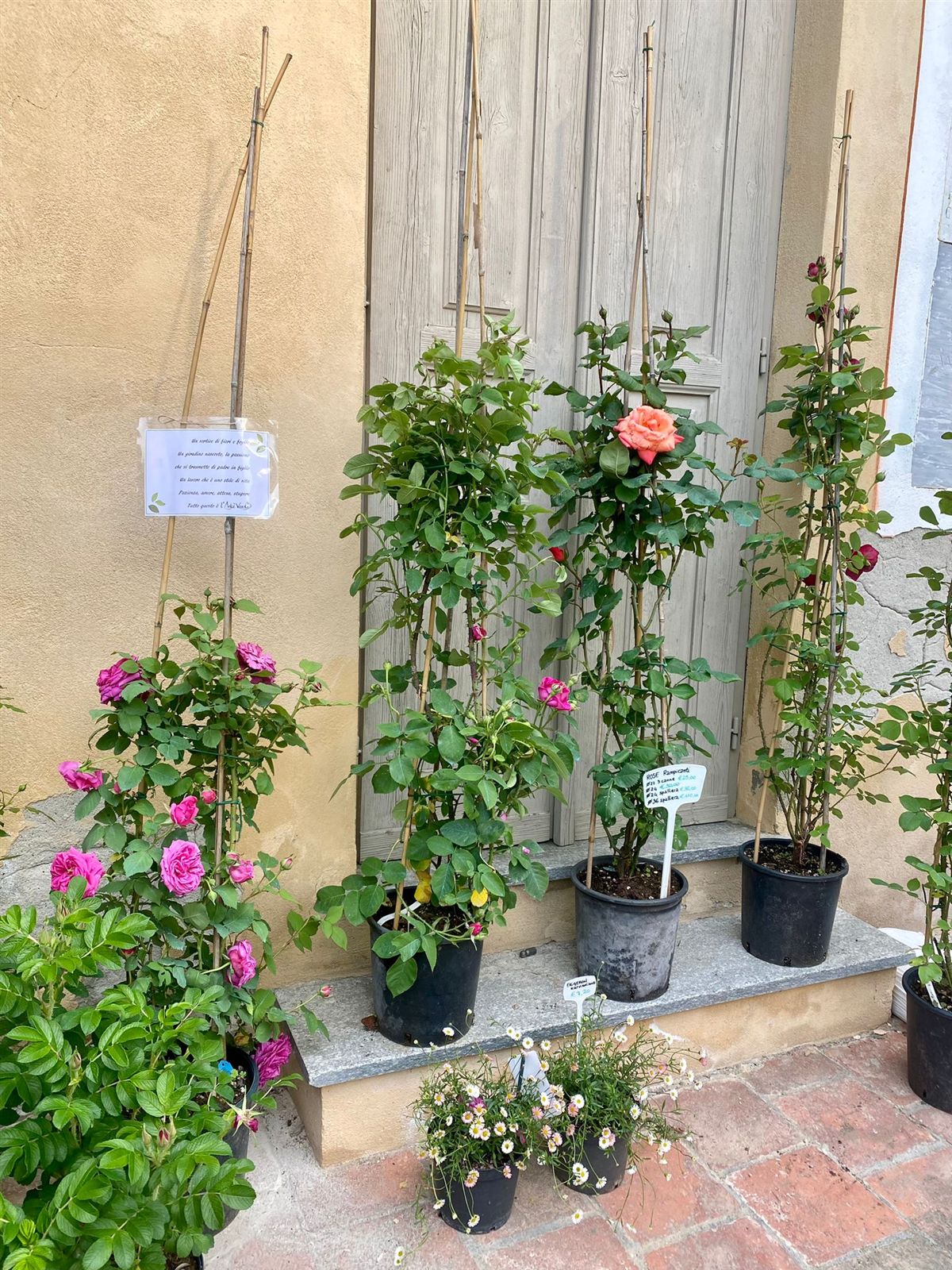 Festa delle Rose 2024